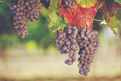 Guide to German Wine - Grapes