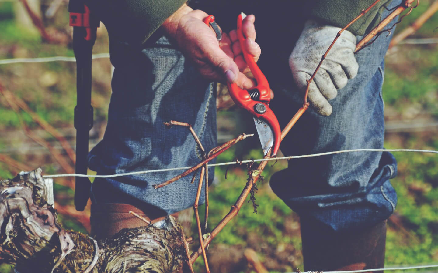 A Guide to White Bordeaux - working in the vines