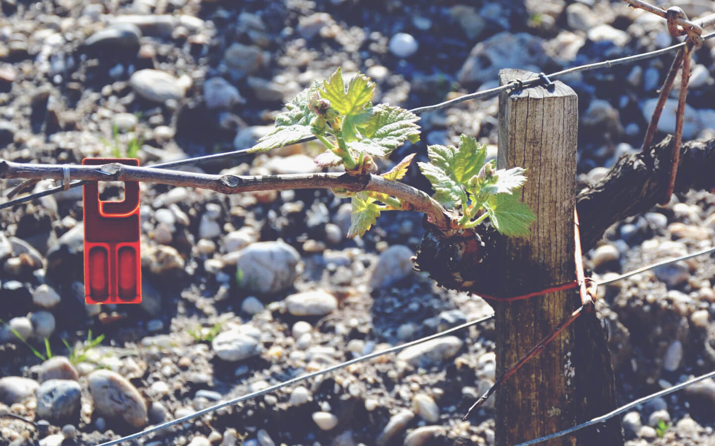 A Guide to White Bordeaux - Vine