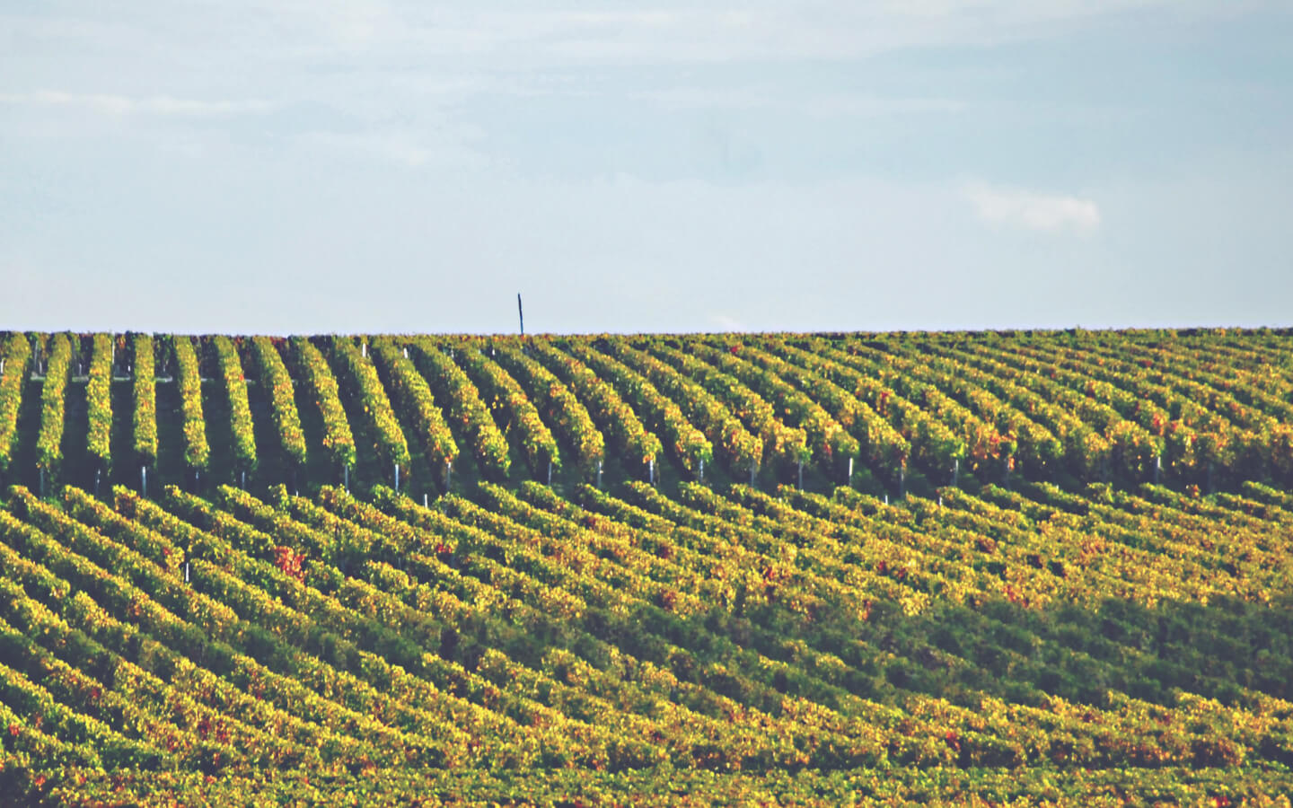 A Guide to White Bordeaux - Vineyard