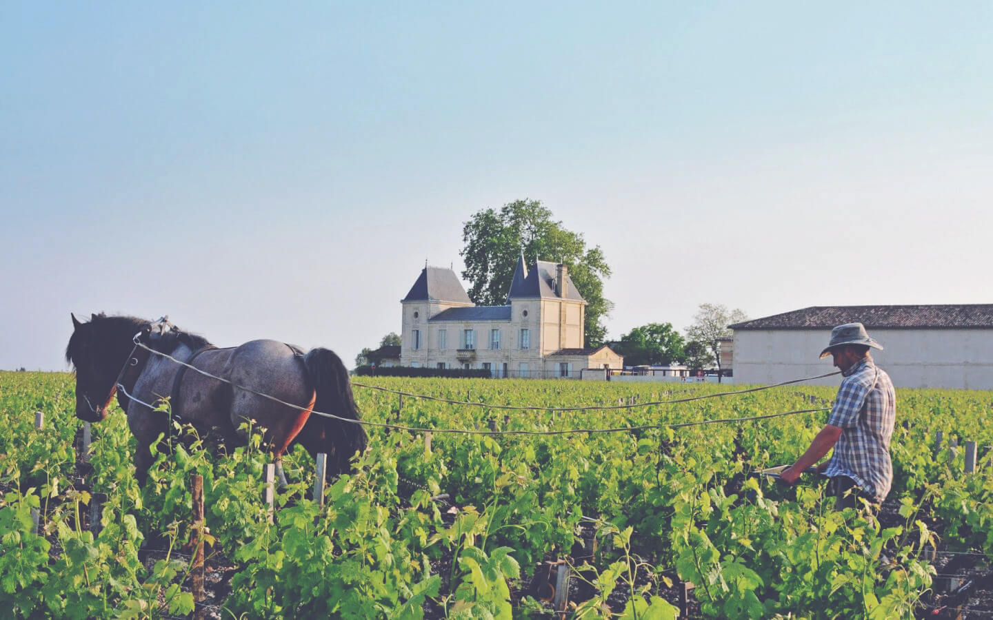 A Guide to White Bordeaux - Chateau