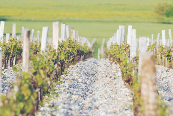 A Guide to White Bordeaux - Vineyard 2