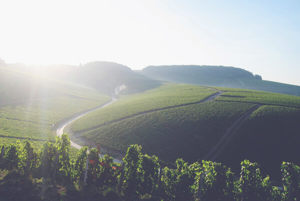 A Guide to White Burgundy - Vineyard 2