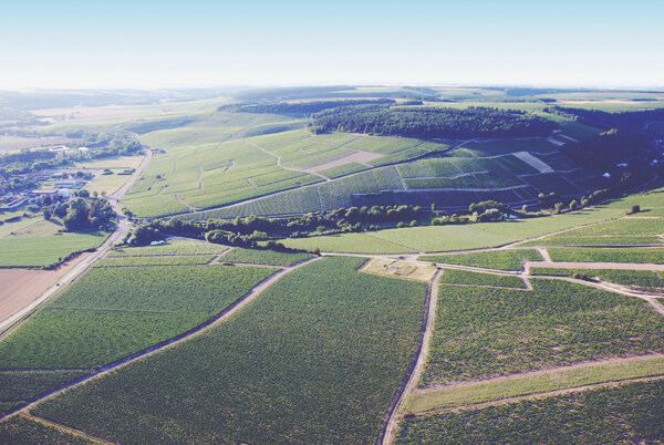 A Guide to White Burgundy - Vineyard Landscape