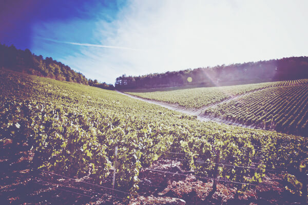 A Guide to White Burgundy - Vineyard 4