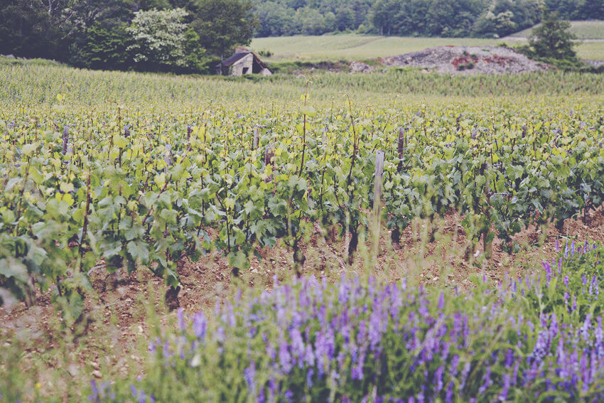 A Guide to White Burgundy - Vineyard 3