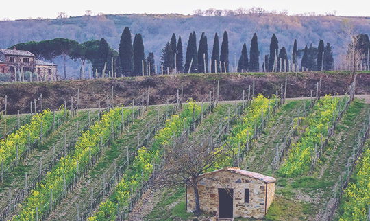 Italian wine blog 540x322