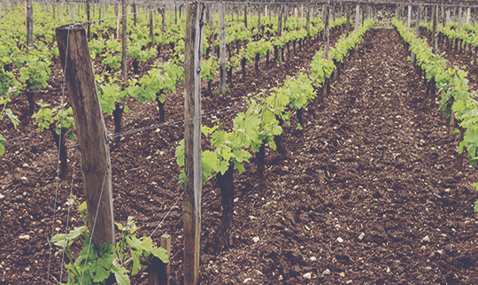En Primeur Bordeaux Index Vineyards 540x322