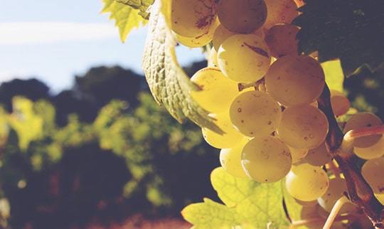 Climate Change Fine Wine Bordeaux Index 450x322 min