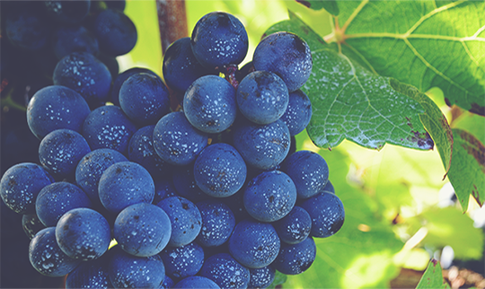 EP Header Grapes 3 540x322 Filtered