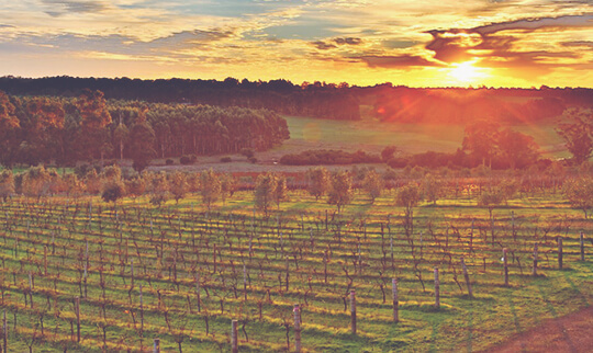 Mc H Sunrise over winery by Shane 540x322