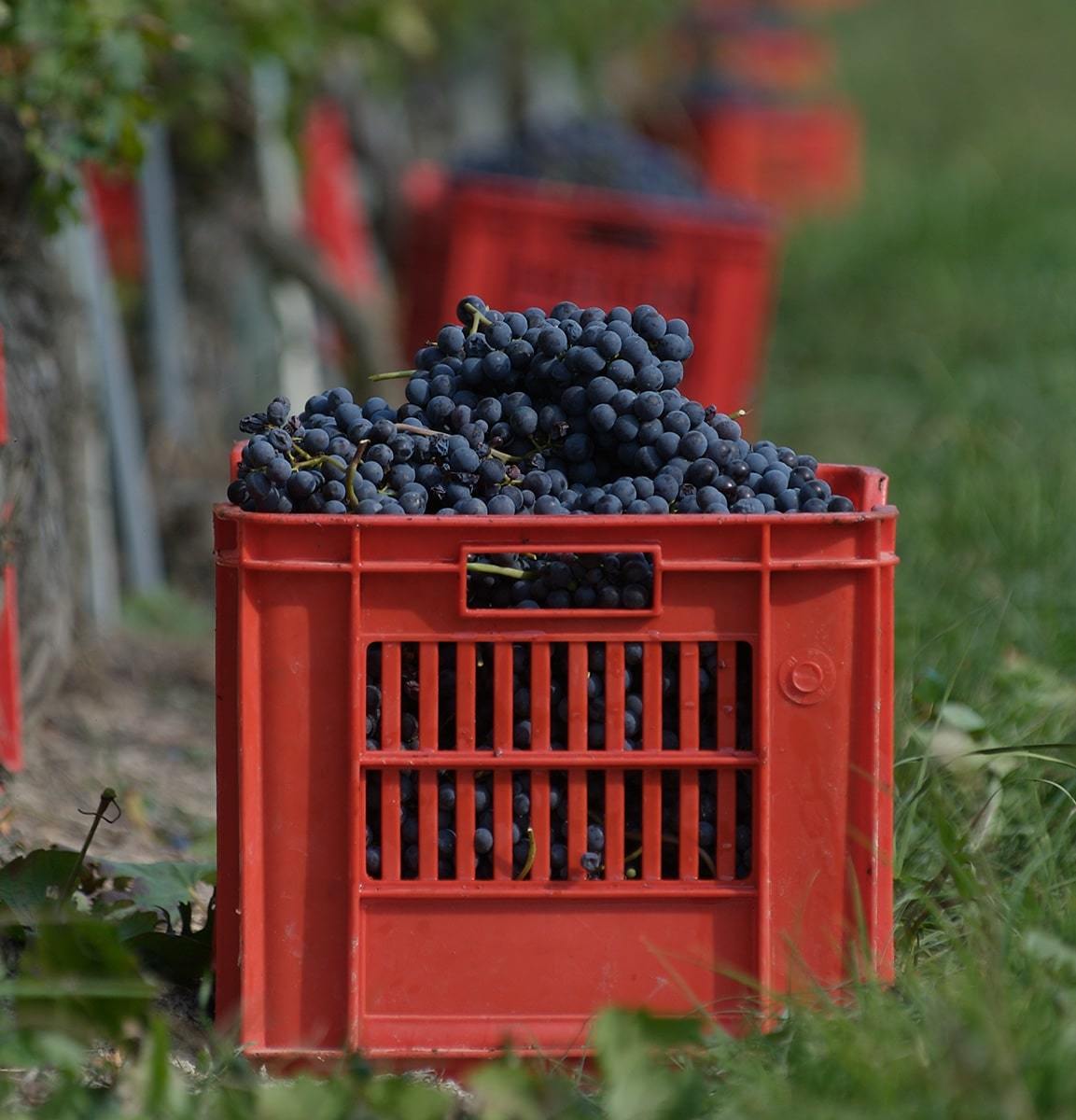 Produttori-del-Barbaresco-Italian-Wine