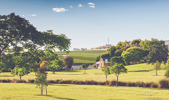 Wakefield St Andrews Vineyards View 540x322
