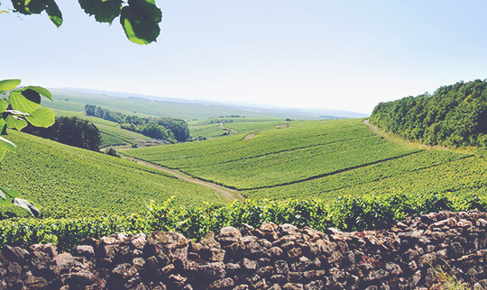 Louis Jadot header 540x322