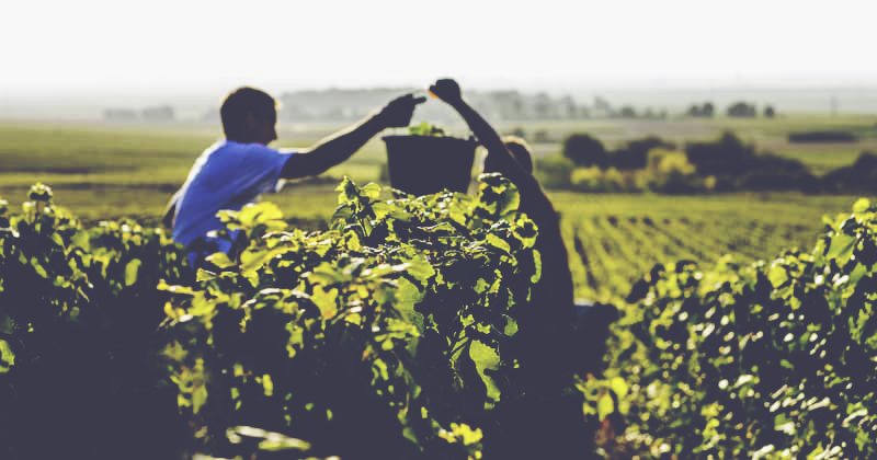Vintage Champagnes