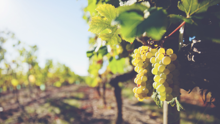 Vintage Champagnes