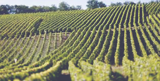 Vintage Champagnes