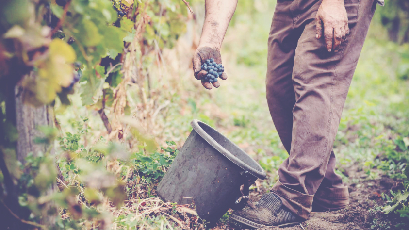 Vintage Champagnes