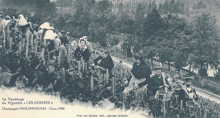 Vintage Champagnes