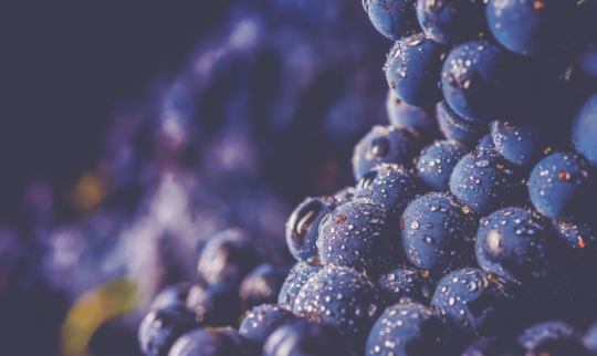 Fine Wine Trend Predictions for 2022