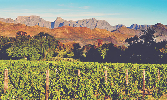 Swartland revolution 540x322